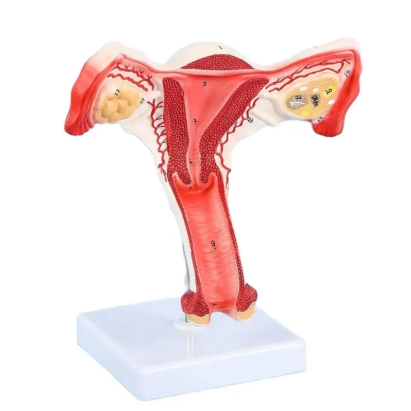 Human Female Uterus Ovary Fallopian Tubes Model Anatomical human anatomy model medical teaching tools