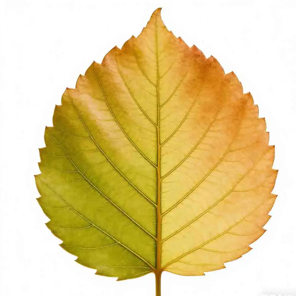 

Регулируемый блок питания SKYRC eFUEL 1200W/50A, 100-240В, для зарядного устройства аккумуляторов вертолетов, аксессуары для радиоуправляемых моделей