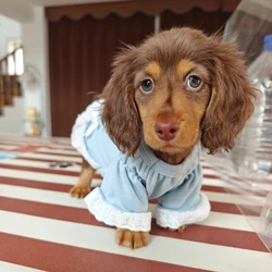 Vestido azul con lazo para perros salchicha pequeños y medianos