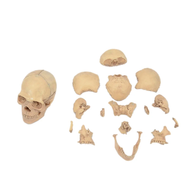 4D Disassembled Skull Anatomical Model Detachable Teaching Tool