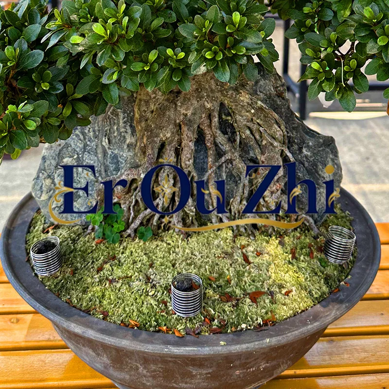Jade Fertilizer Box Bonsai Fertilizer Special Box Fertilization Basket Fertilizer Box Sunscreen Bonsai Tools
