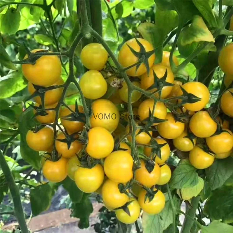 auxin Indole acetic acid( IAA) plant growth hormone