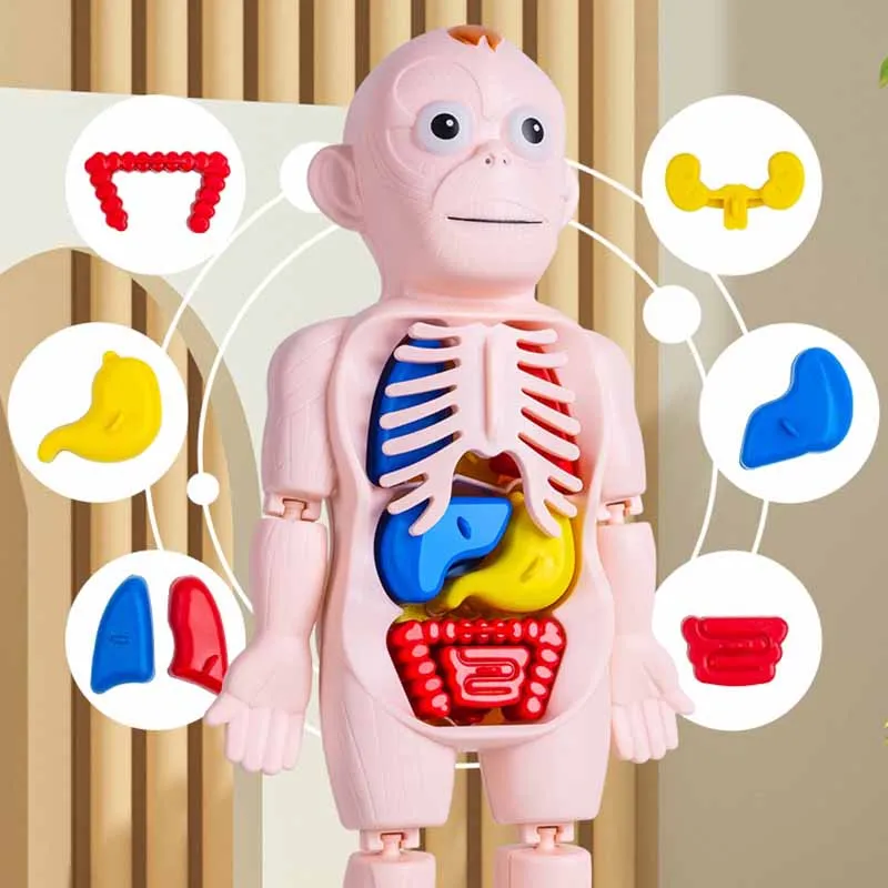 Modelo de Ornamentos de Órgãos Humanos Infantis, Montagem DIY, STEAM Medical, Educação Infantil, Modelo Cognitivo, Brinquedos Educativos