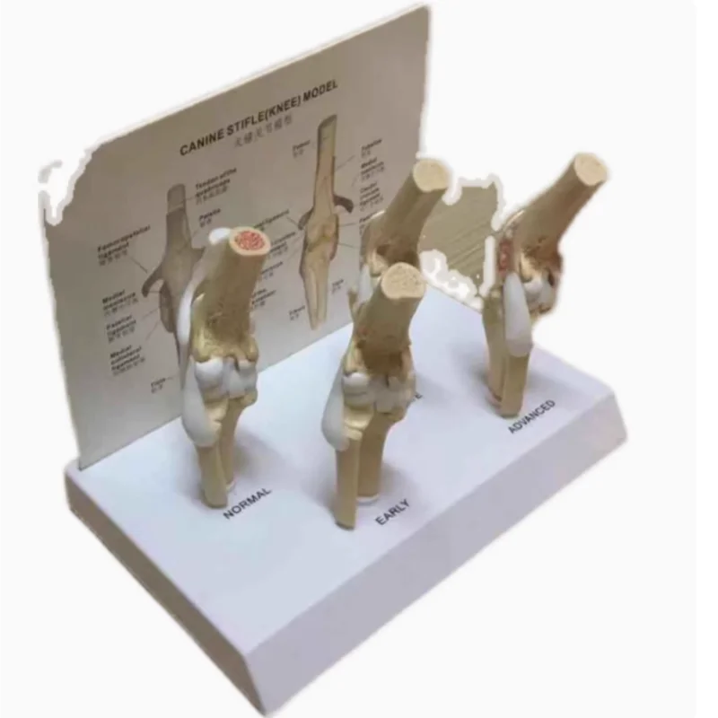 Canine knee joint lesion model, canine femoral lesion, Dog femoral arthritis model, canine femur, animal pet veterinary model