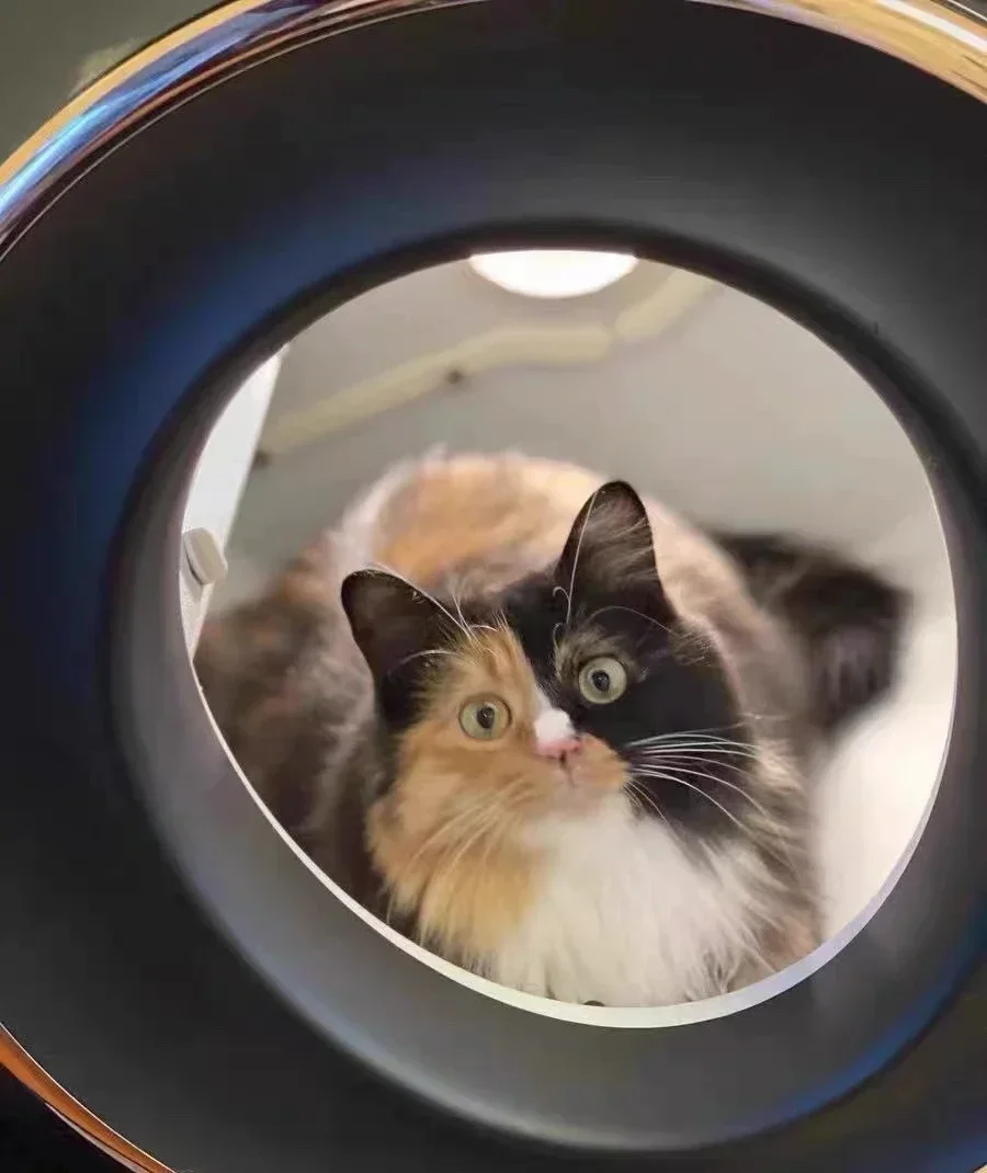 ENCHEN Customize Hot New Extra Large Self Cleaning Auto Smart Cat  Box Enclosed For Multiple Cats