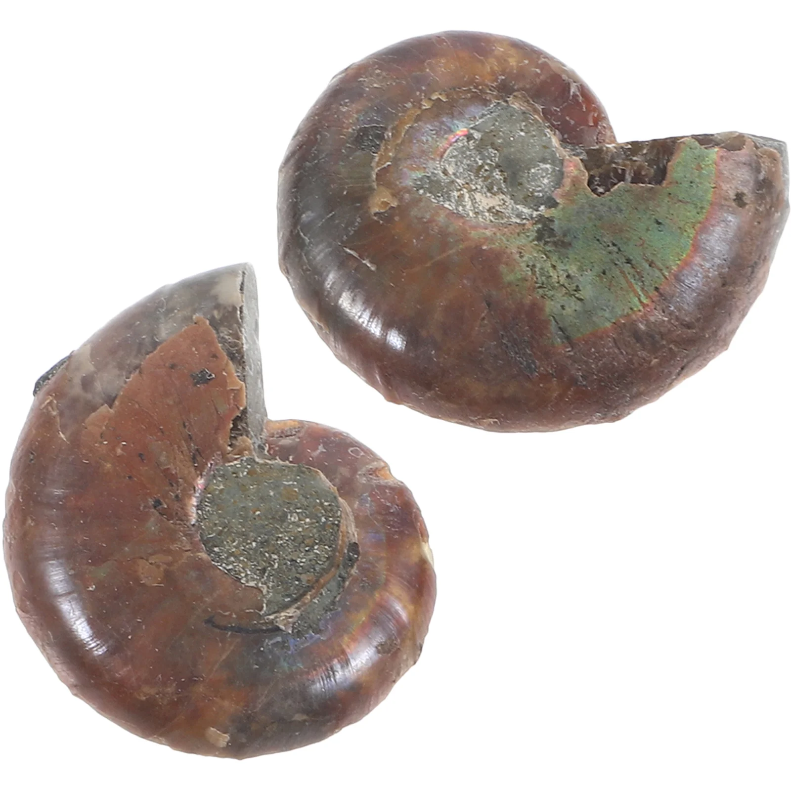 2 Pcs Ammonite Specimen Models Adornment Ammonites for Fun Toys Natural Ornament Kids Child