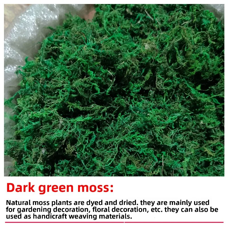 Dyed Moss for Terrarium Decor Light Green Dark Green Natural Color Preserved Moss 500g for Reptile Habitat Bonsai Top Dressing