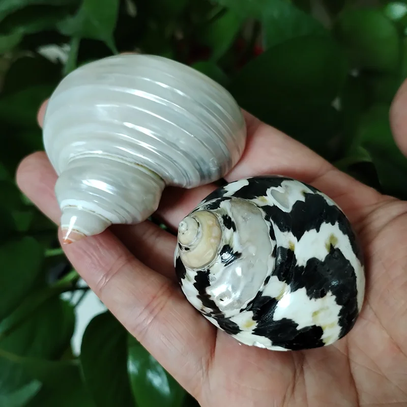 4PCS Assorted Hermit Crab Shells Colorful Turbo Shells, 4-6CM Hermit Crab House for Décor, Opening Approx 2.5CM Natural Crafts