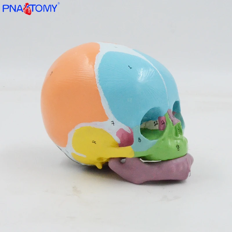 1:1 Color Infant Skull Model Digital Identification Frontal Bones, Fontanelles, Mandible Anatomy Teaching Aids Medical Display