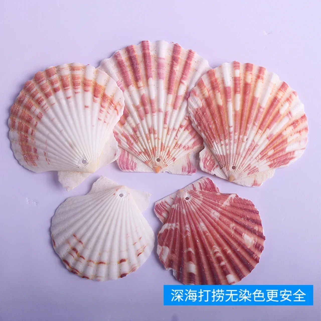 Natural Colored Scallop Shell 3-5cm Punched Flower Scallop Shell Conch Handmade DIY Wind Chime