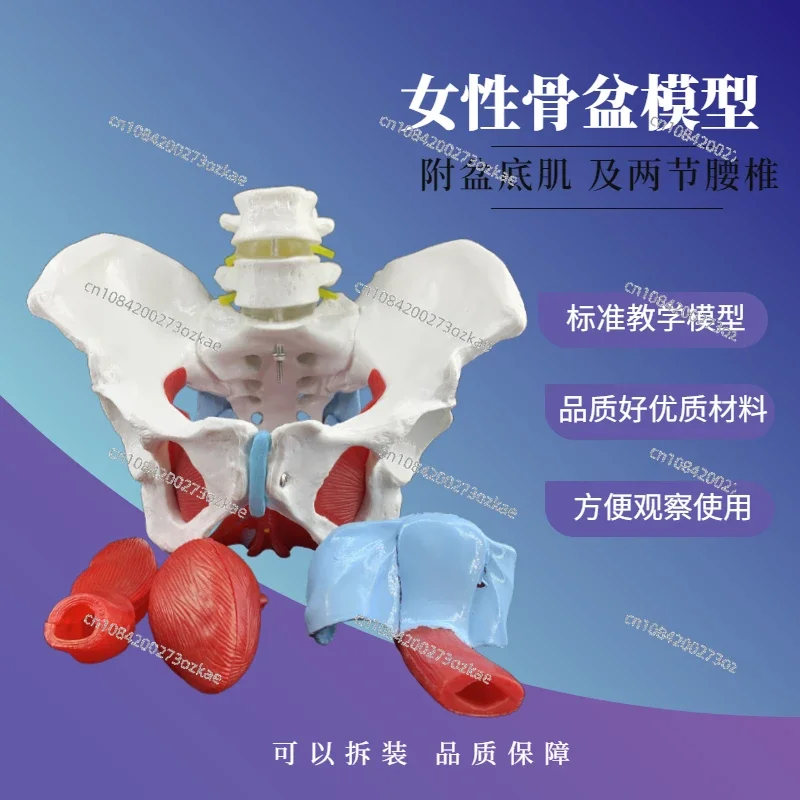 Postpartum Rehabilitation Training Teaching Aids Female Pelvic Model Pelvic Floor Muscles Movable Pelvic Delivery Midwife Uterus