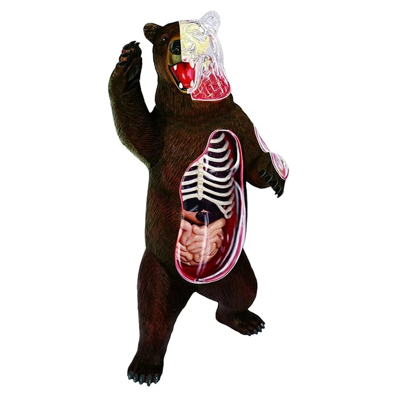 4D Vision Animal Bear Anatomy Model 36 Parts Detachable Animal Biology Organ Anatomical Classroom Supplies Teaching