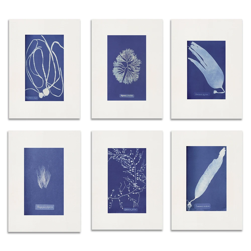 

Anna Atkins Cyanotype Vintage Print Print, Plants and Greens, Vintage Photography Botanical Art Poster for Nature Lovers