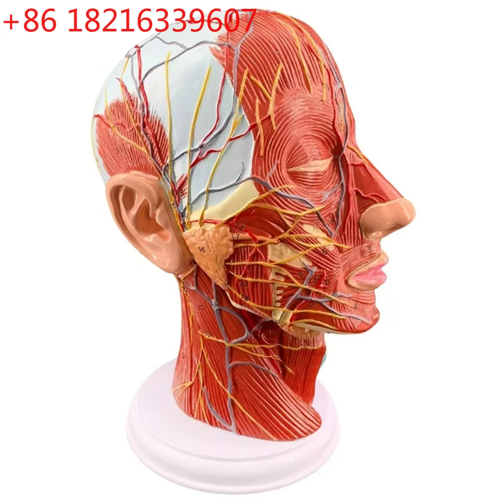YAO Anatomical Head Median Sagittal Plane Model Nerves Parotids for Teaching