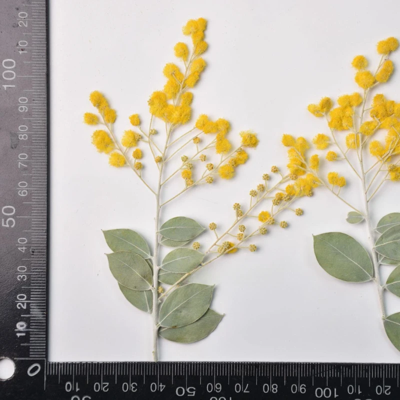 12pcs,Natural Acacia Branches with Leaves DIY Dry Flower Plant Photo Frame Phone Case Epoxy Jewelry Embossed Face Petal Makeup