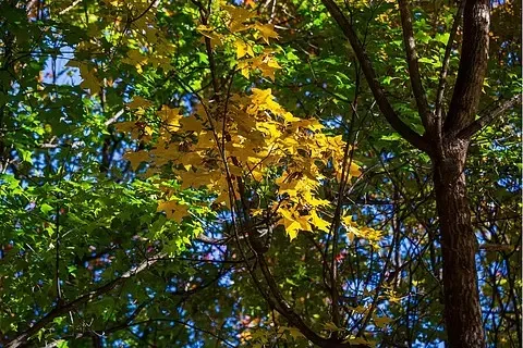 

105 мм 1/8 масштаб RC внедорожные багги шины колеса 17 мм шестигранные для ARRMA Typhon Redcat Team Losi Kyosho VRX HPI HSP Hobao