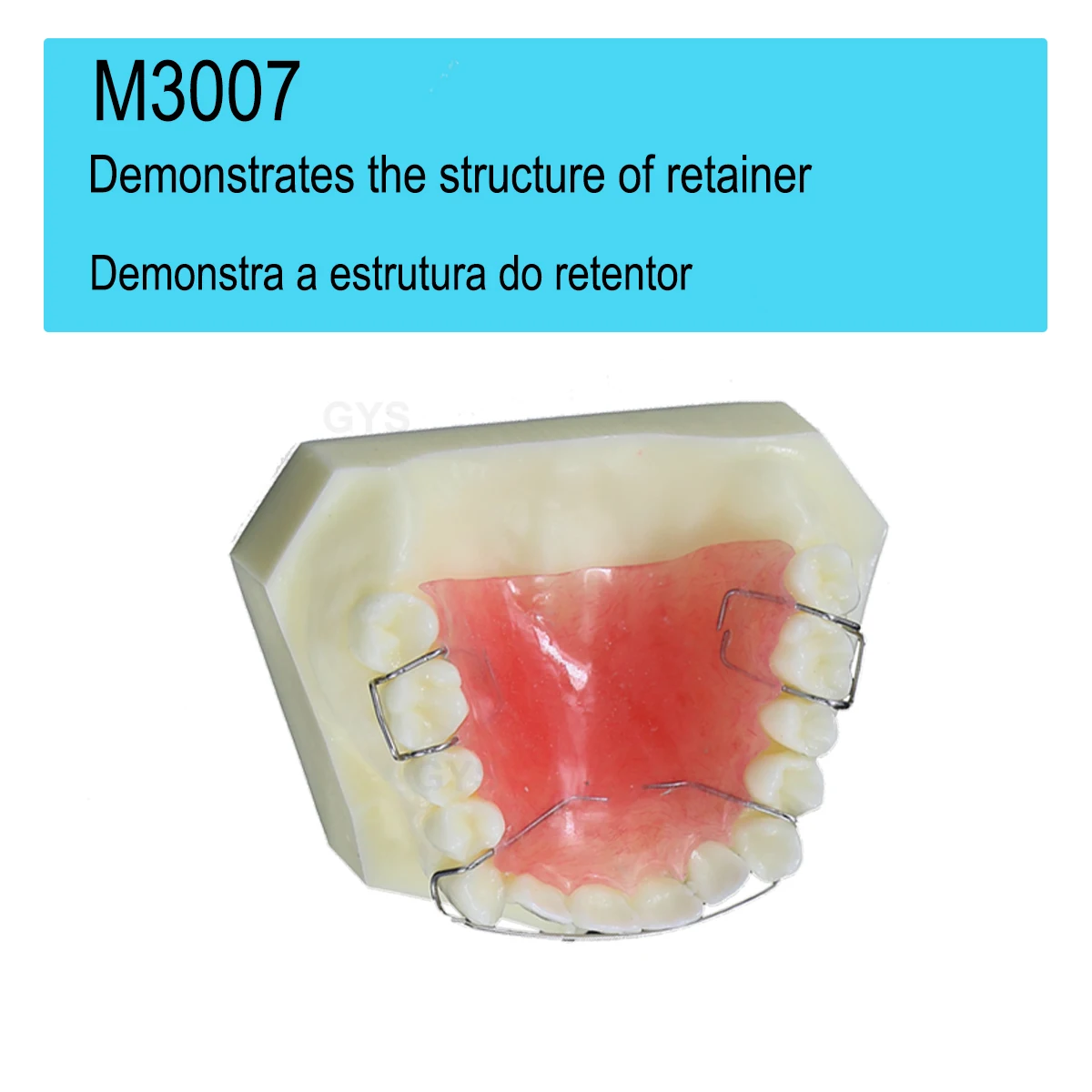 Stomatologiczne Model zębów ortodontyczne Hawley Retainer modele stomatologiczne M3007 do badań laboratoryjnych dla dentysty