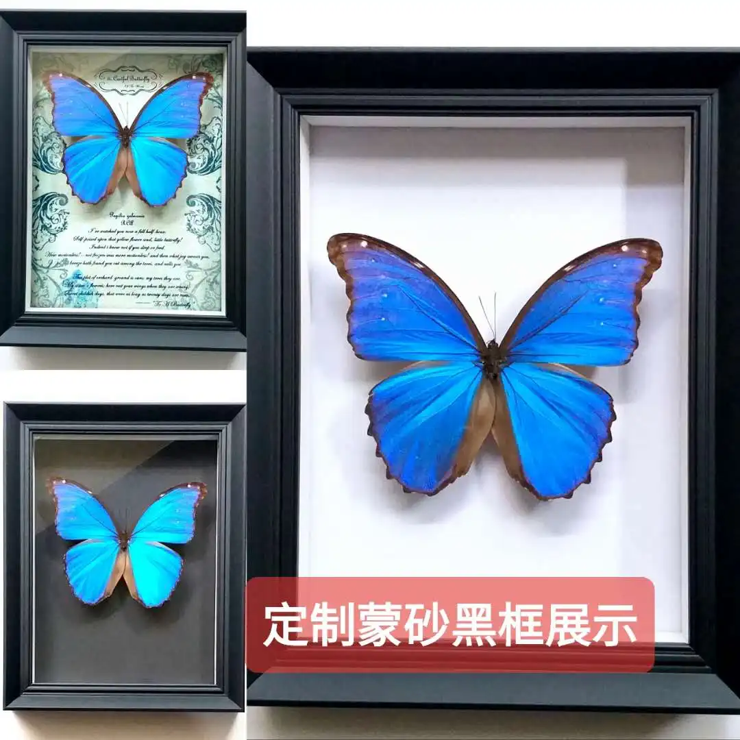 Butterfly specimen real butterfly real specimen teaching home decoration wedding Valentine's day birthday gift home accessories