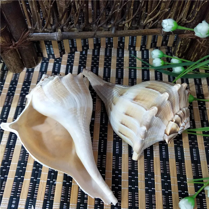 Conch Shell for Fish Tank Landscaping, Conch Whistle, Window Decorations, 15-22cm