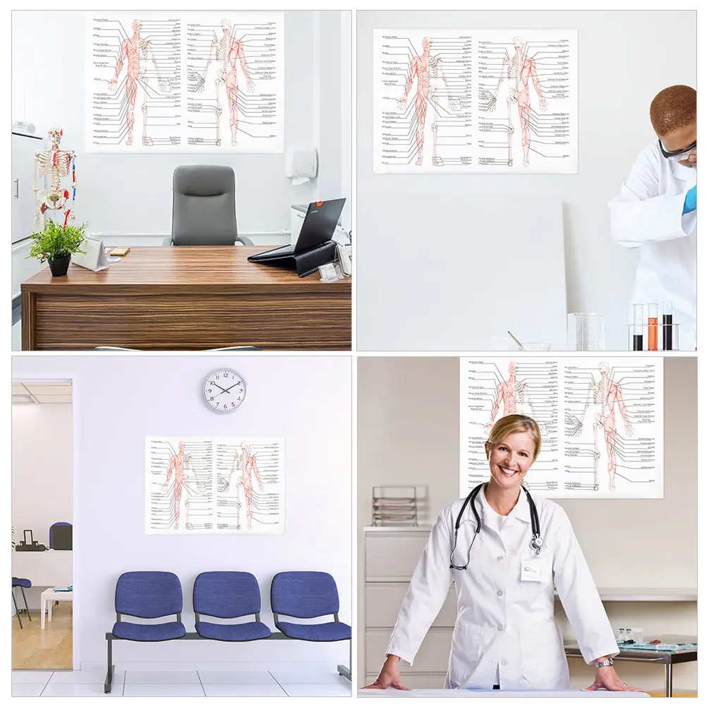 

2 Pcs Skeletal Muscle Poster Musculoskeletal Picture Anatomy Study Tools Human Body Laboratory Silk Cloth Medical