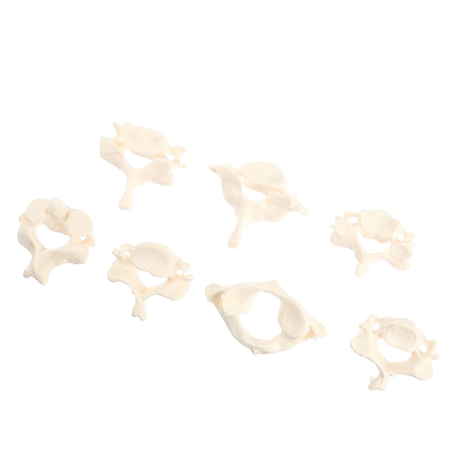 Bone Props Doctor Study Model Medical Teaching Tool Spine Anatomical Pvc Human Cervical Vertebrae Anatomy