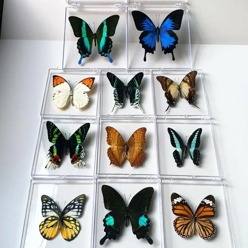1 pièce de décoration pour la maison, spécimen de papillon chinois véritable, pour filles, cadeaux exquis pour la journée des enfants, la journée des enseignants