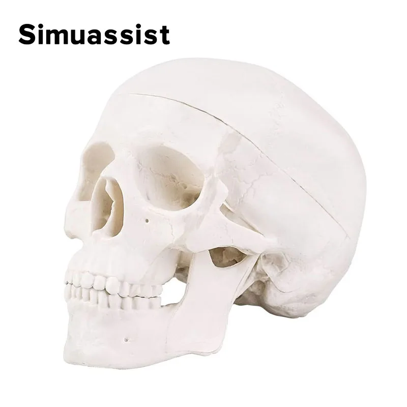 Mini Skull Model Human Anatomical Head Medical Model Detachable Art sketch Props Medical Student Teaching