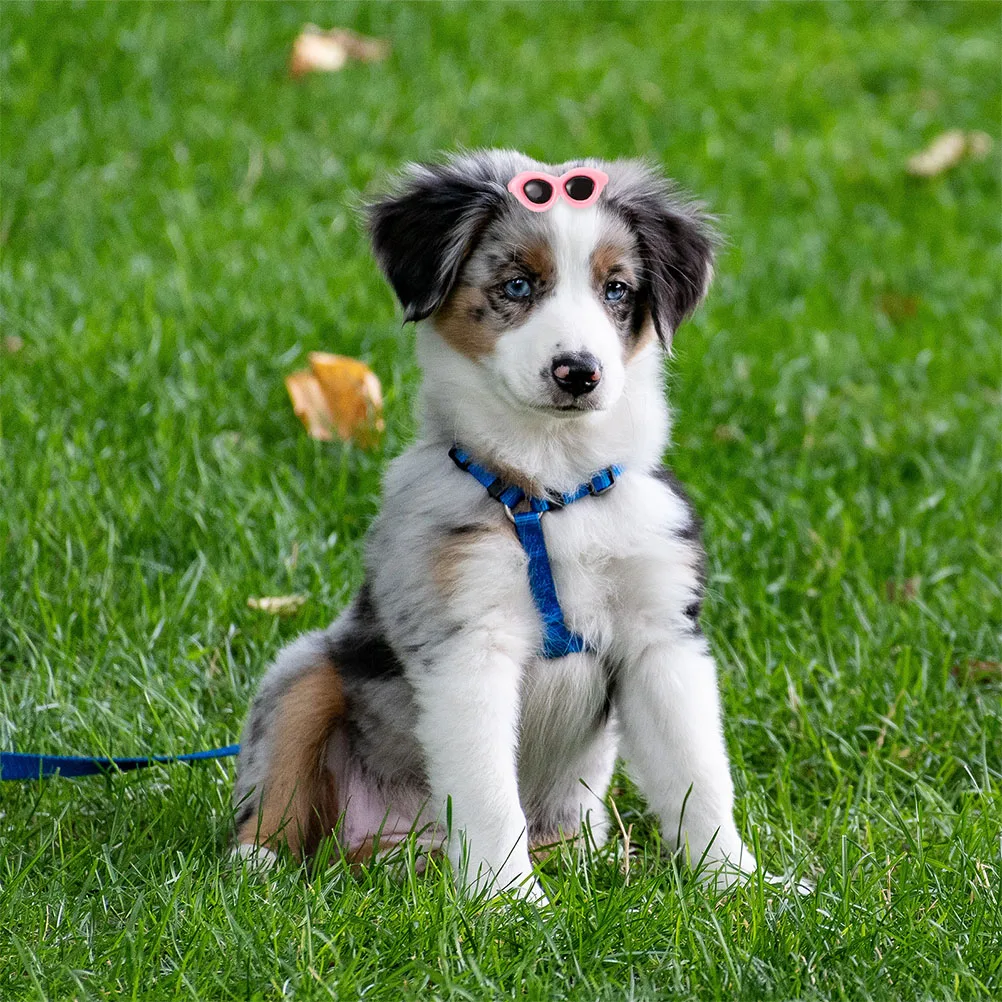 

15Pcs Sunglass Shaped Pet Hairpins Decorative Dog Hair Clips Lovely Accessories for Pet Styling Dog Hair Clips