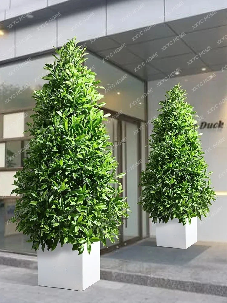 African Jasmine Large Potted Indoor Living Room Easy to Keep Green Plant Office Balcony Flower Real Plant Bonsai
