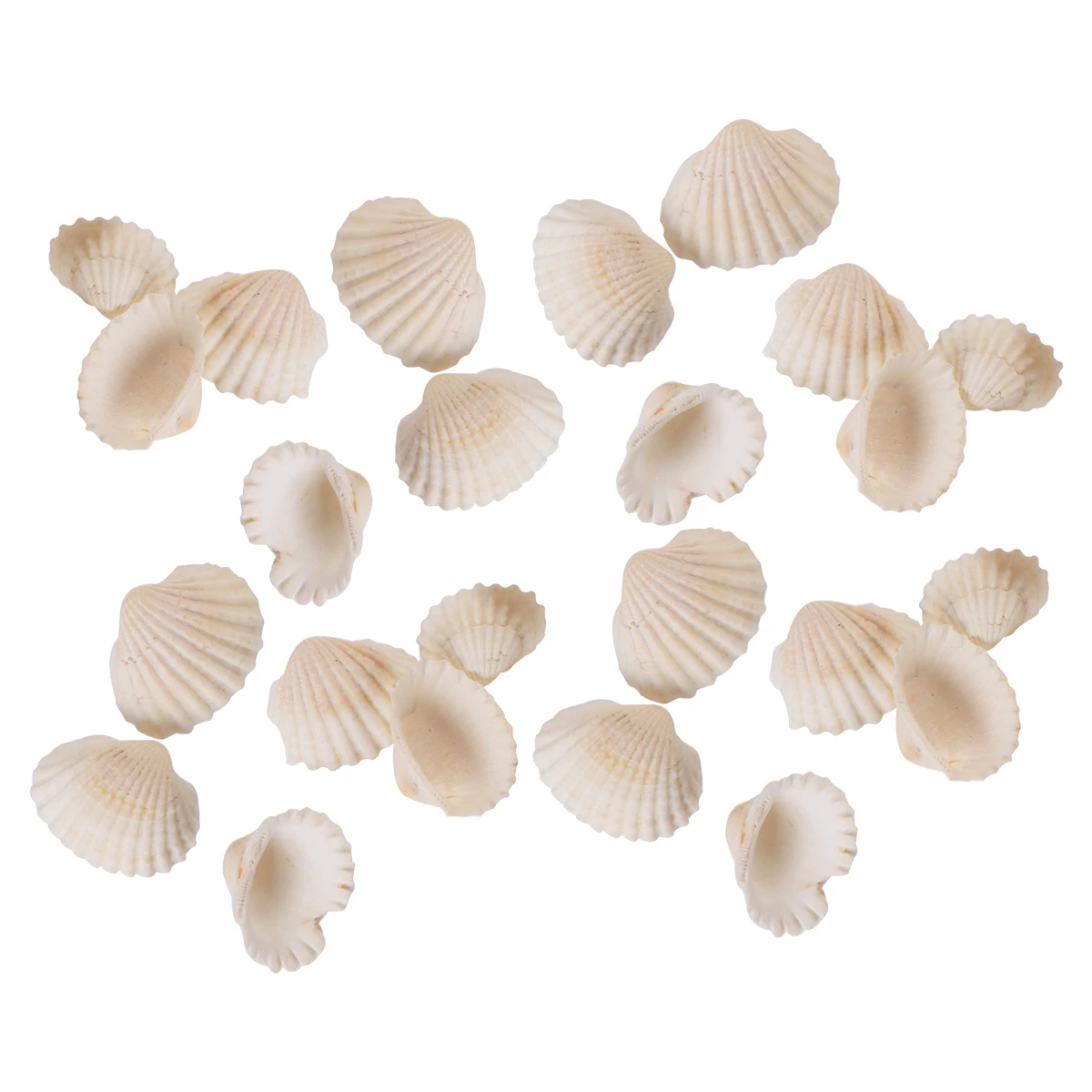 

Natural Scallop Accessories for Micro Landscape Decor Lightweight Safe Pendant DIY Shell Ornaments Jewelry Craft Small Bottle