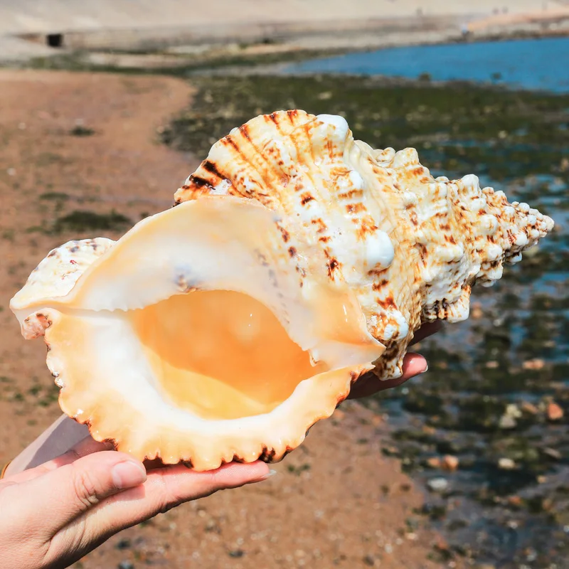 1PC Naturalna gigantyczna skorupa żaby Tutufa bubo Conch do dekoracji domu Dekoracje ślubne Prezenty Plaża Muszla Próbka akwarium