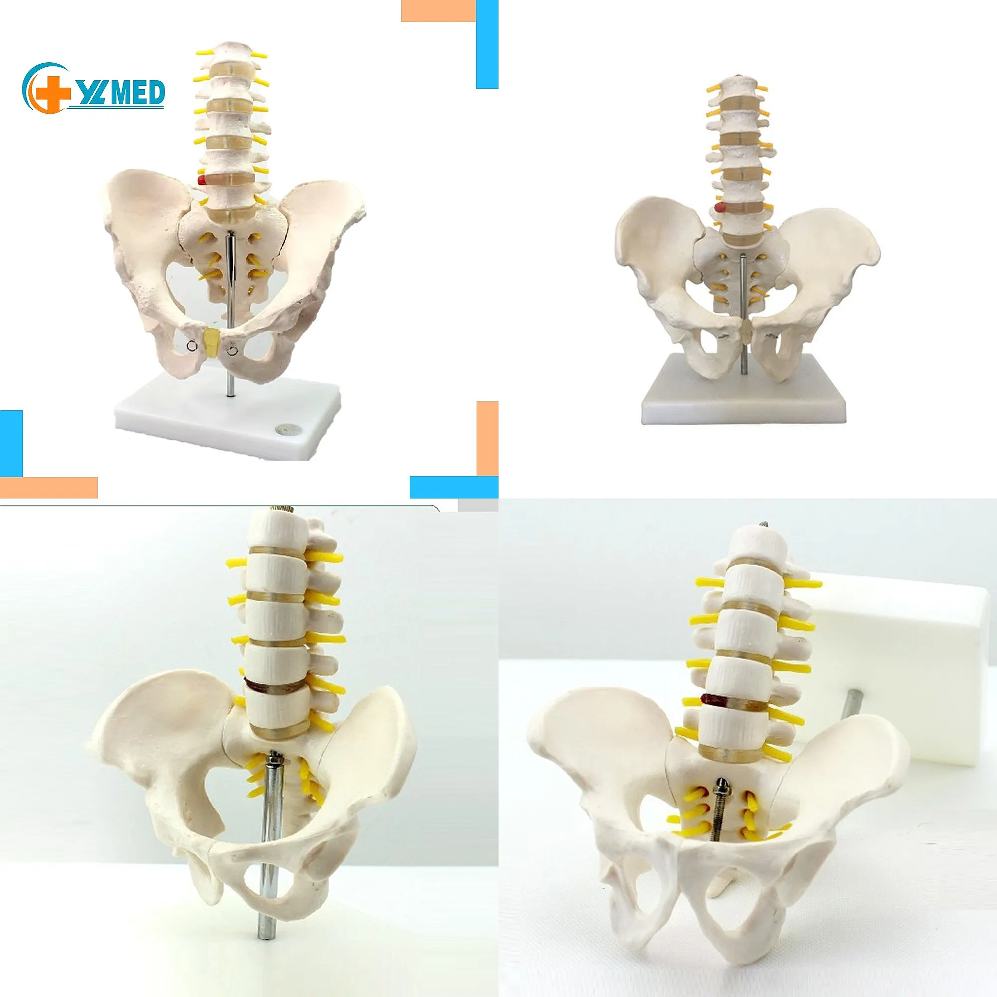 Best-selling PVC Life-Size Human Lumbar Pelvic Anatomy Model Skeletal for Medical Nursing Education