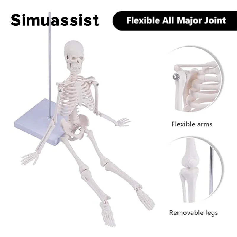 

Anatomical human skeleton model: a human skeleton model with movable arms and legs - scientific model for learning and display