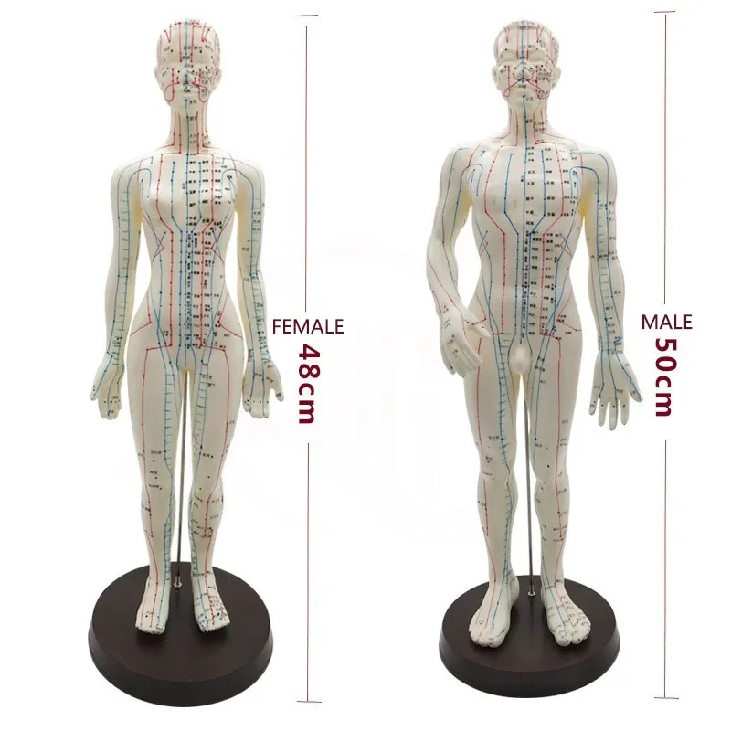 Female / Male Acupuncture Model 50cm with Chinese Points & Base PVC Human Body Acupuncture Model Acupuncture Point Model