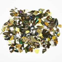 50Pcs Real Specimens Butterfly Wings DIY Handmade Accessories Jewelry Artwork Craft Happy ING