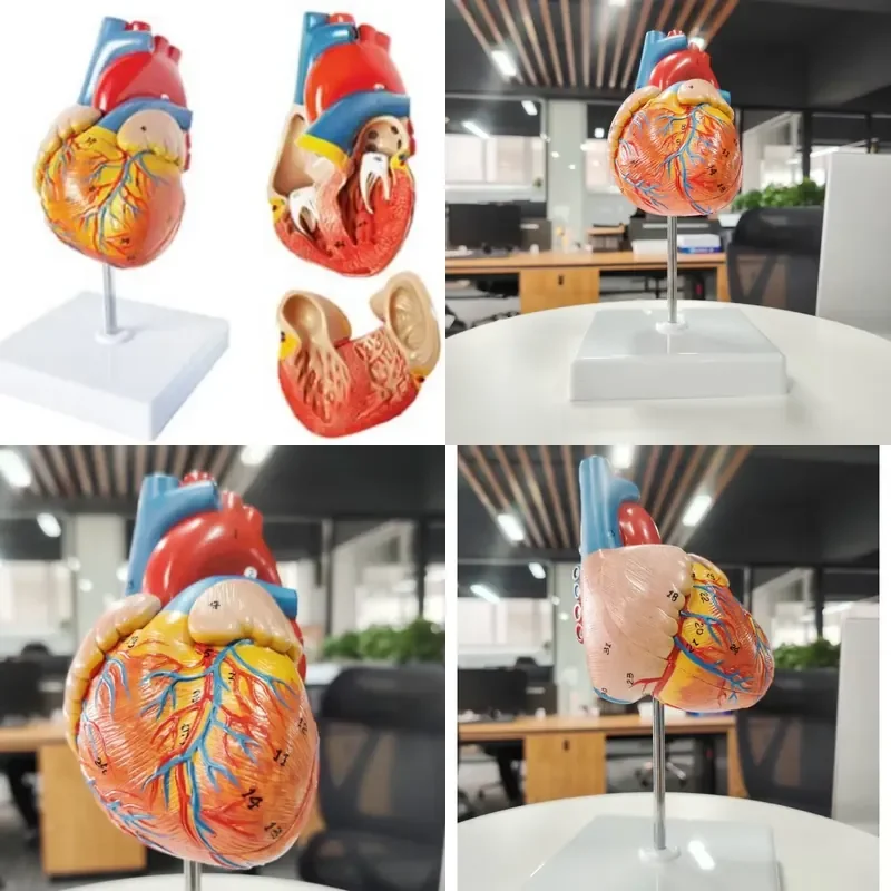 

Large Heart Model Medical Science Anatomical Natural with 2 Parts PVC Material