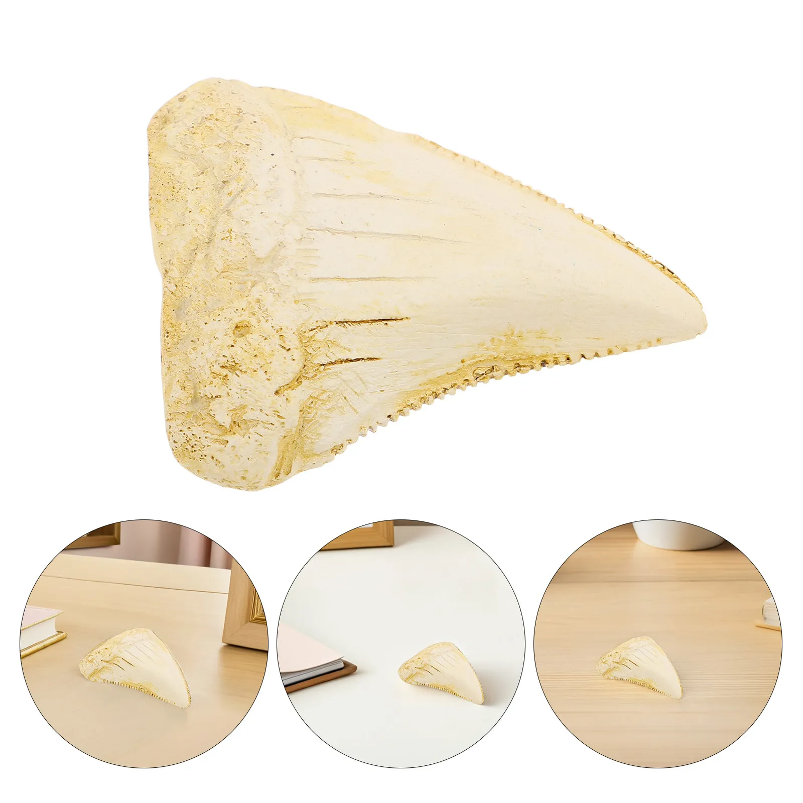 rare-shark-tooth-hand-collected-from-florida-specimen-for-classroom-learning-display-shark
