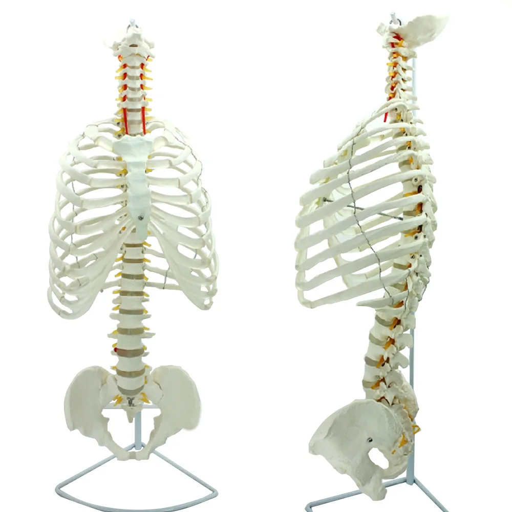 Medical Human Spine Thoracic Structure Model, Spine Pelvic Skeleton Surgery Surgery Rib Thoracic Cavity Skeleton Model