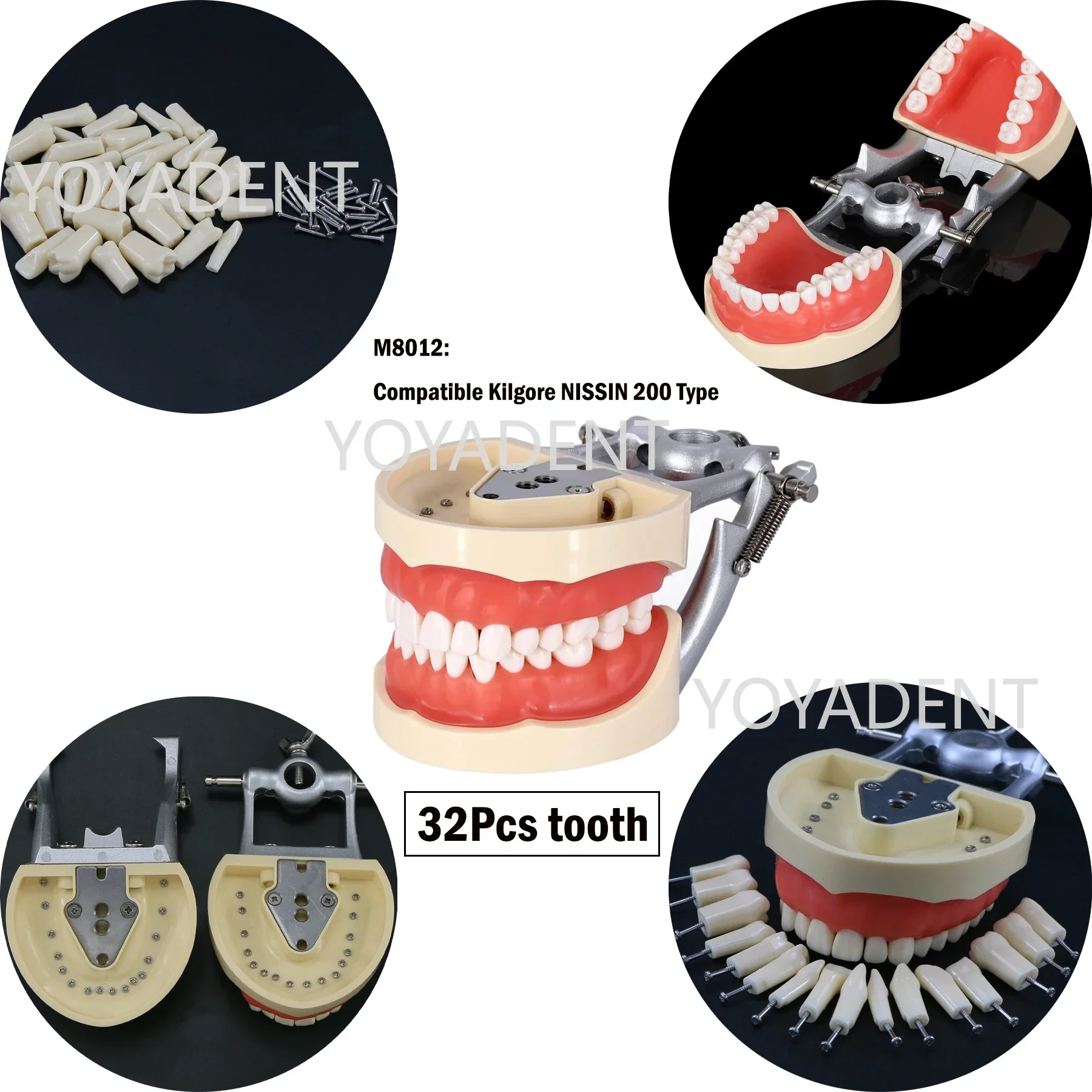 Model dentystyczny Model dydaktyczny Fit Kilgore NISSIN 200/500 typ symulacja policzka ze zdejmowanym zębem 28/32 szt. do treningu praktycznego