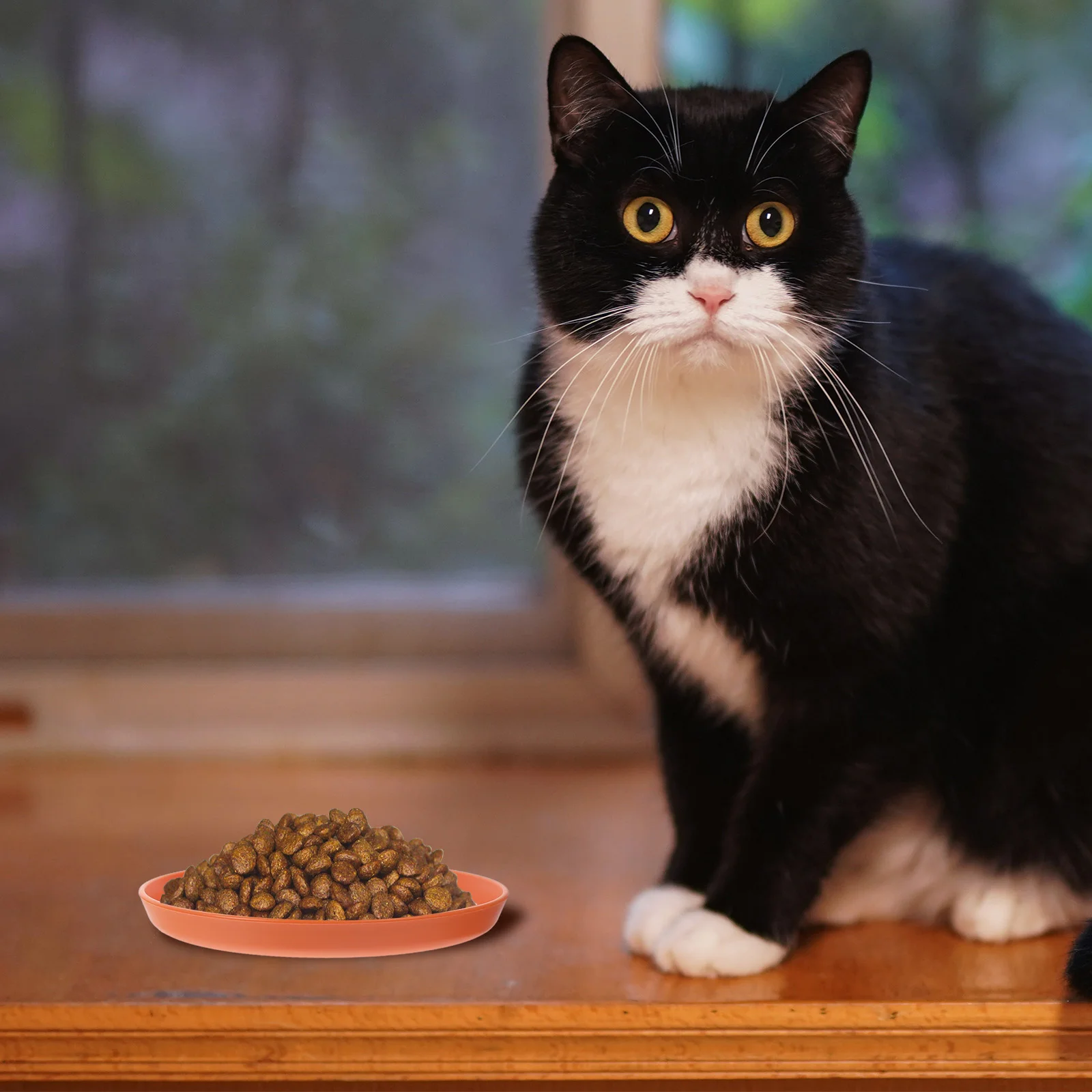 4 Pcs Round Flat Bottom Cat Bowl Fatigue-relieving for Cats Treats Sturdy Snacks Cute