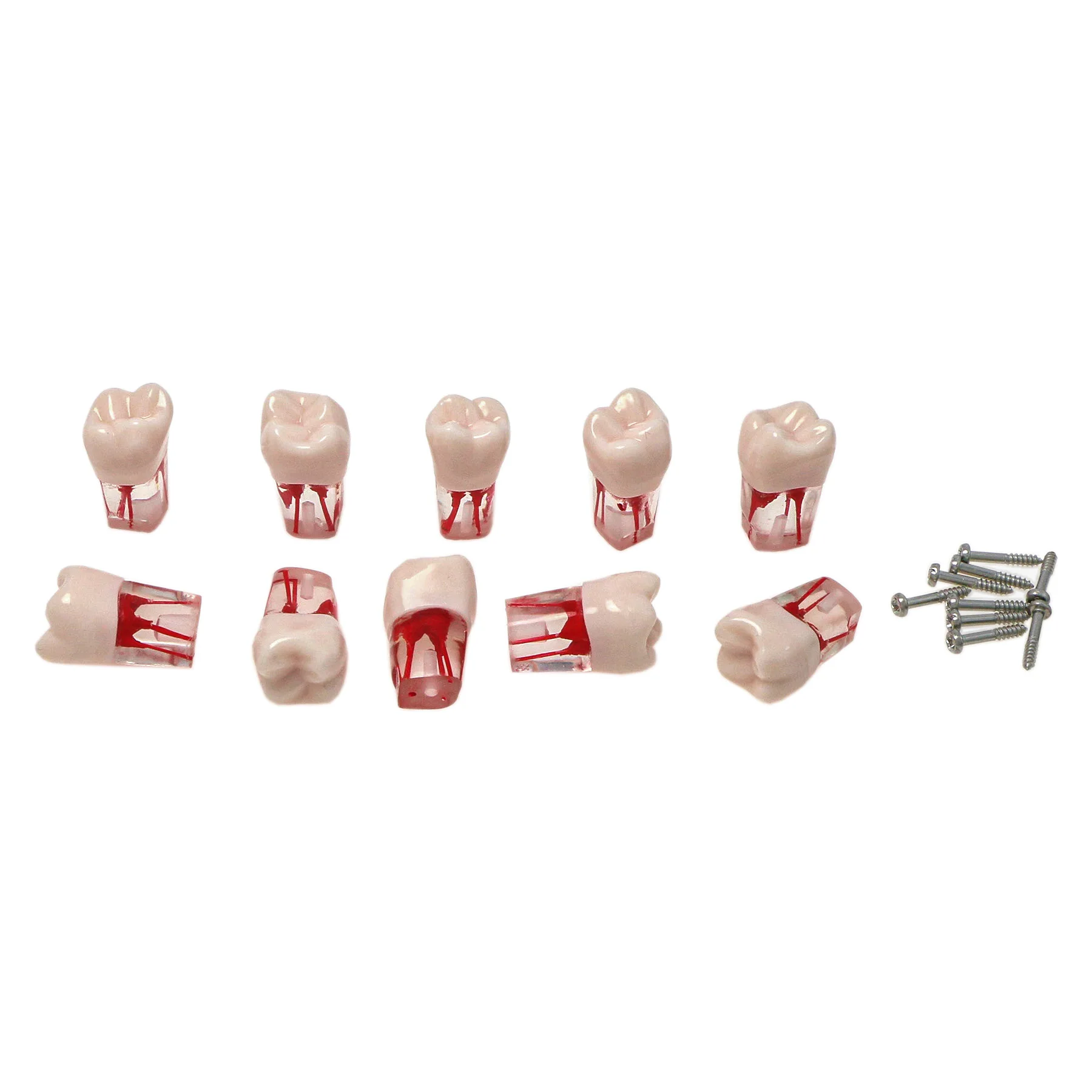 

10Pcs Dental Endo Root Canal Teeth Typodont Model Study Practice #8006 RCT