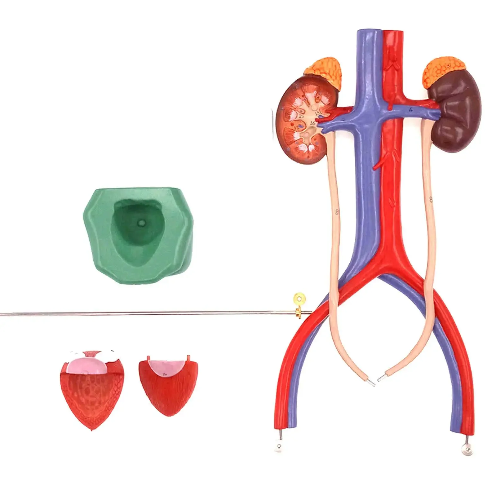 PVC Three Dimensional Urinary System Model With Artery Vein Kidney Anatomy Medical