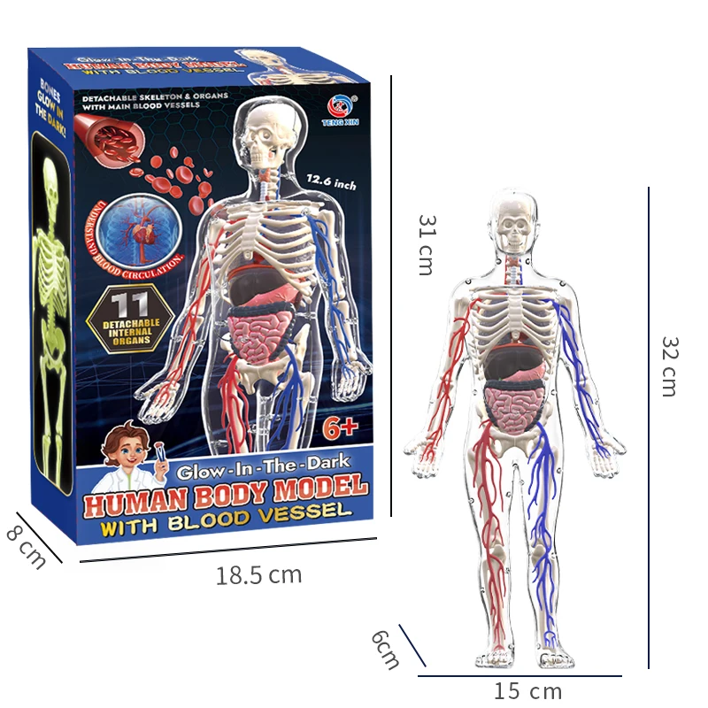 3D Human Body รุ่น Luminous Mannequin ของเล่นเด็กความรู้ความเข้าใจวิทยาศาสตร์การศึกษาปริศนาออร์แกน Assembly Skeleton Anatomy Human Model
