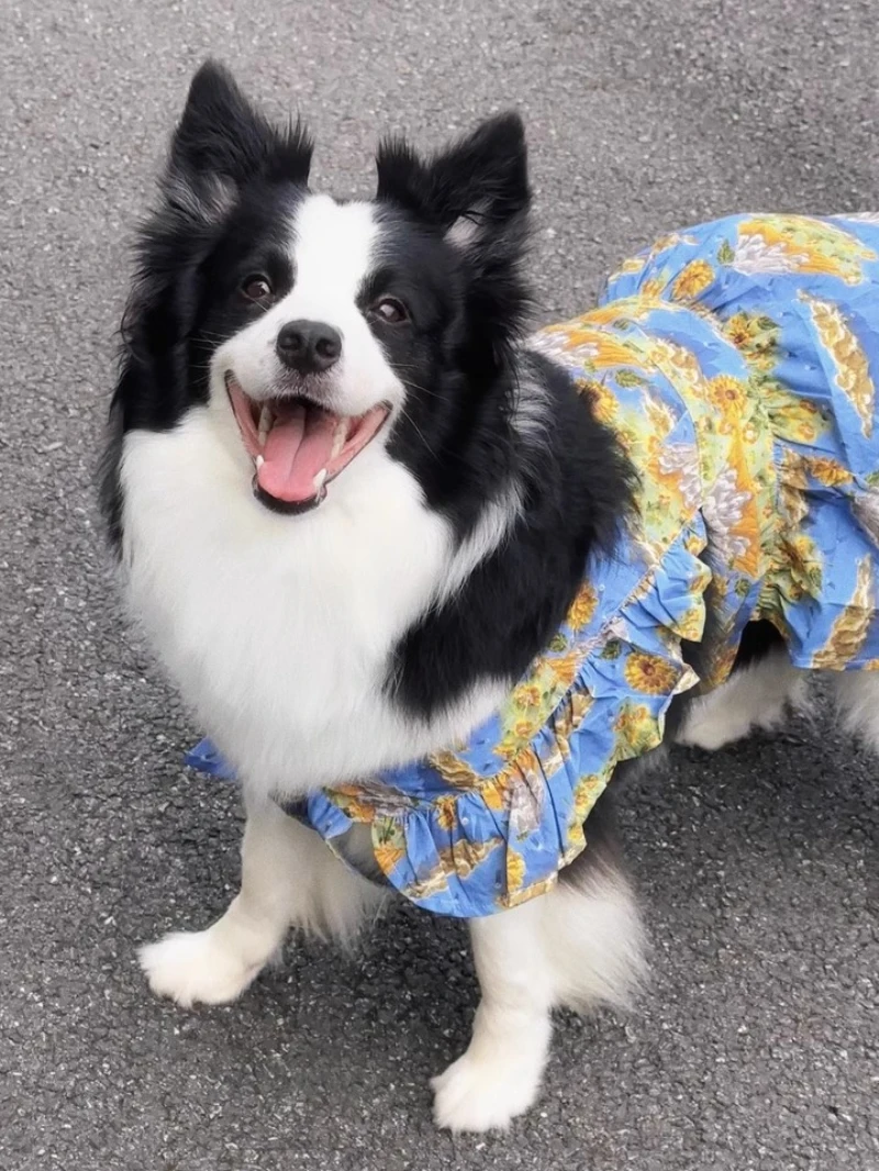 

Summer Dog Dress Poodle Schnauzer Border Collie Samoyed Husky Labrador Golden Retriever Big Large Dog Clothes Pet Clothing Skirt