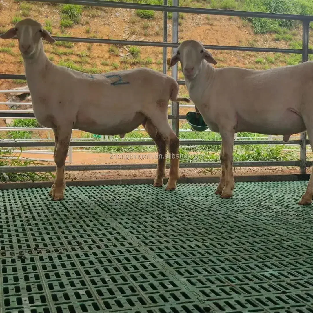 Low Price 600*500 Mm Goat Slat Flooring Plastic Goat Slatted Floor For Goat/sheep Farm