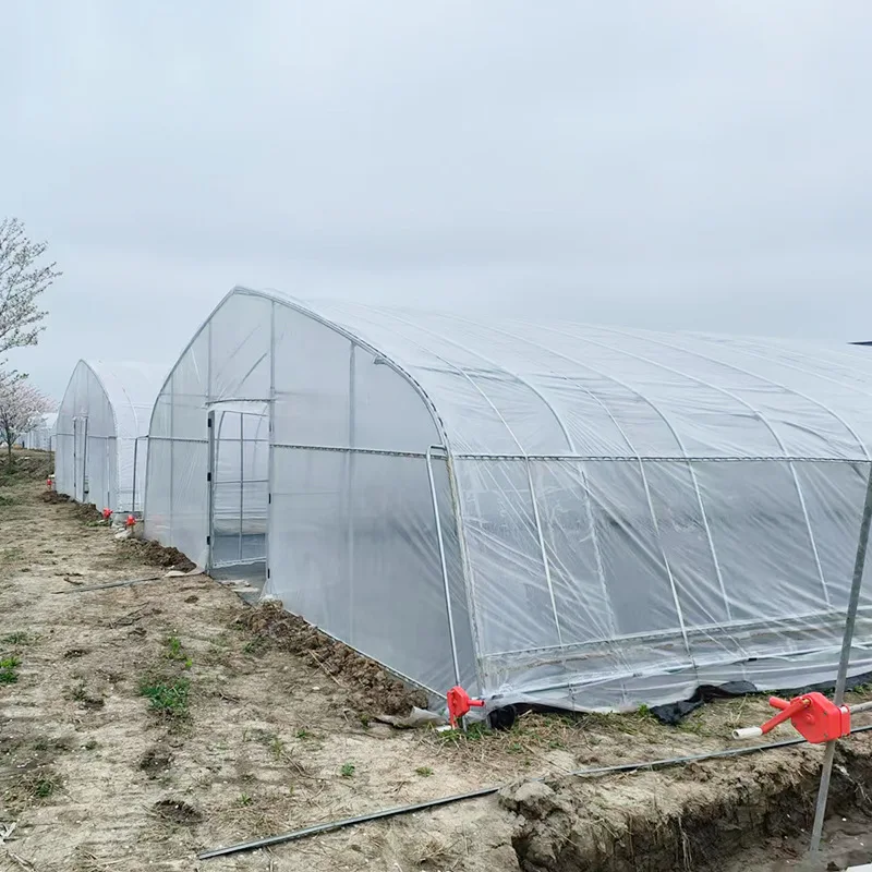 2025년 단일 경간 온실, 아치형 온실, 항온 필름 덮개 식물 재배 농업용 온실