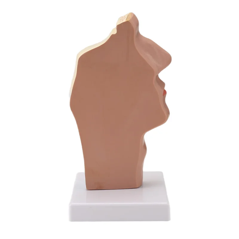 

AC56-Nasal Cavity Throat Anatomy Model Human Anatomical Pharynx Larynx Model For Students Study Display Teaching