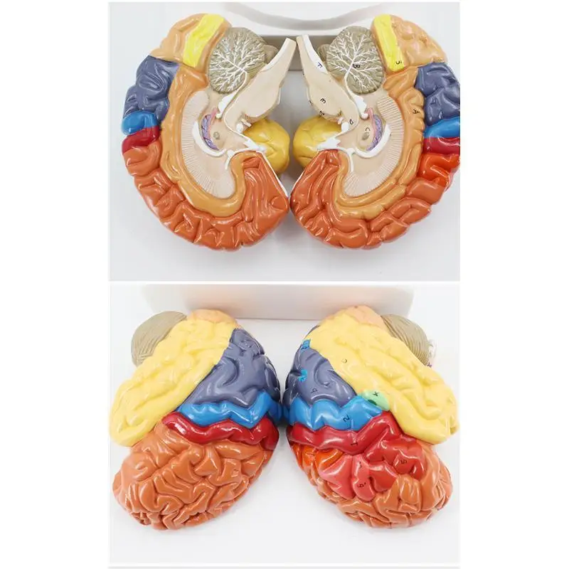 Medical Brain Model Functional Zoning Cortical Zoning Human Brain Anatomical Brain Colorimetric Model