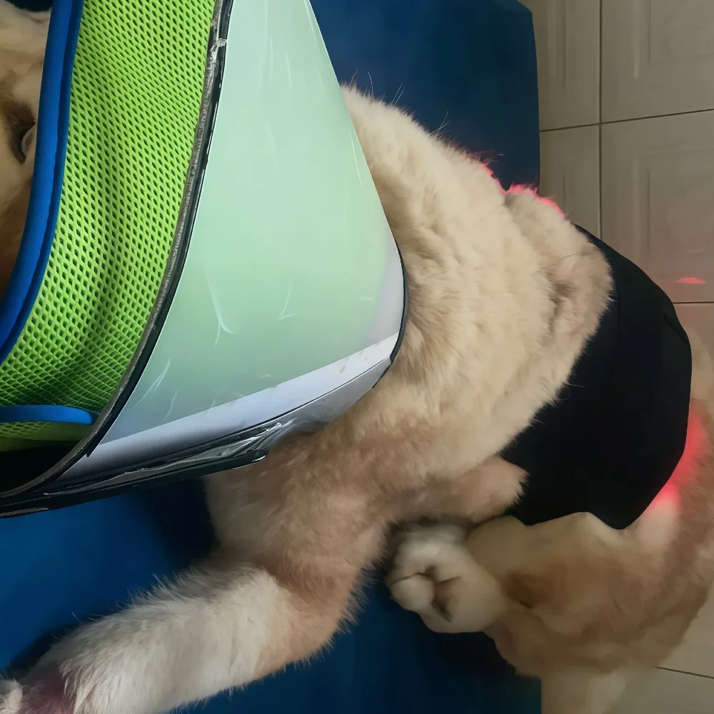 

Professional Veterinary Red Light Therapy, LED Device for Dog Joint Pain Relief and Recovery