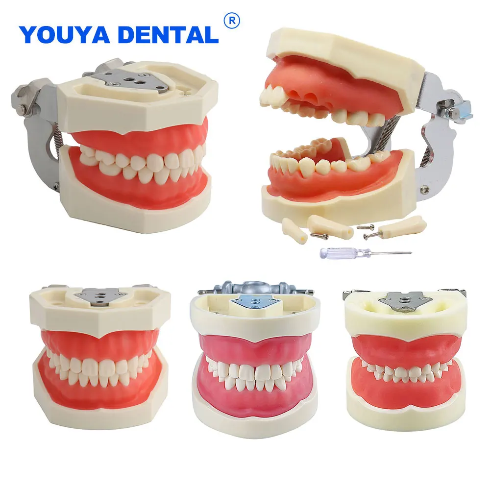 

Dental Teaching Model Removable Standard Typodont Teeth Model Study Orthodontic For Medical Science Student Studying Demo